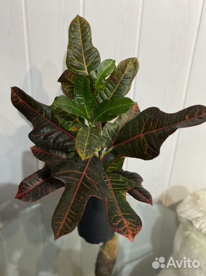 Кодиум Экселент