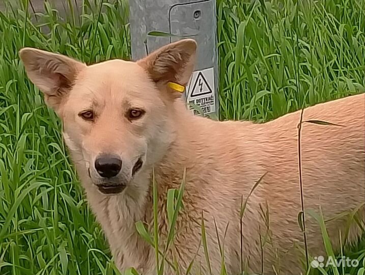 Собаки бесплатно в добрые руки