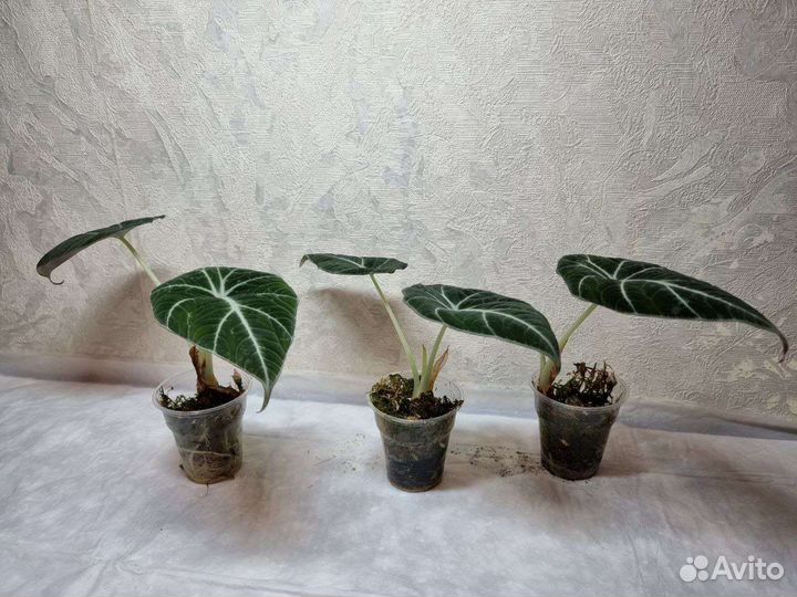 Алоказия Блэк вельвет, Черный Бархат