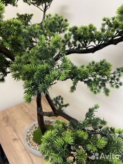 Интерьерное растение бонсай