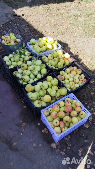 Яблоки домашние 1кг -100кг