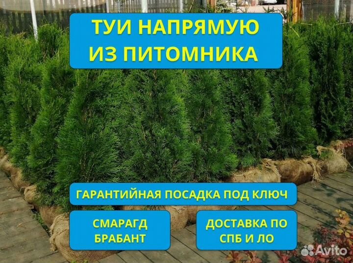 Туи Брабант Смарагд с подсадкой под ключ