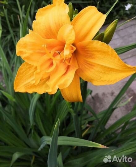 Многолетники, Лилейники