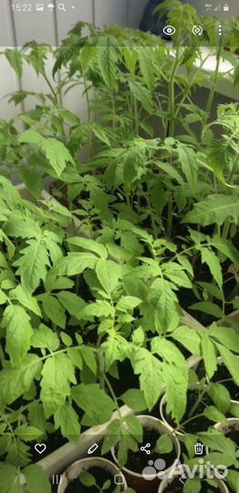 Рассада перца,помидора