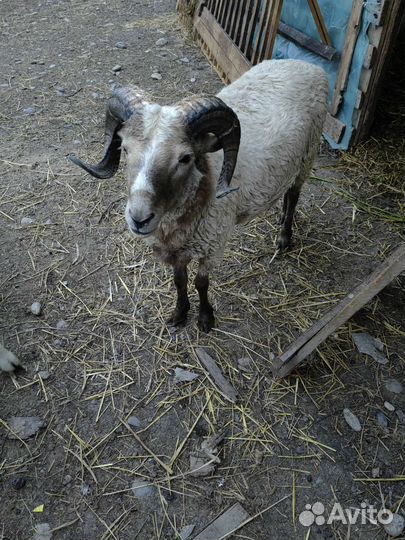 Овцы бараны