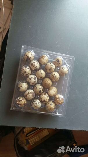 Яйца перепелиные. Доставка