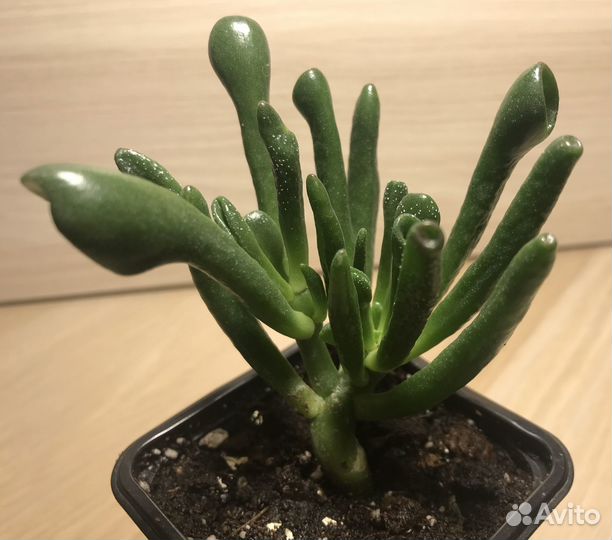 Толстянка (крассула) серебристая хоббит