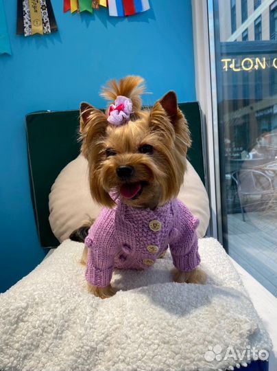Одежда для собак вязаная ручная работа