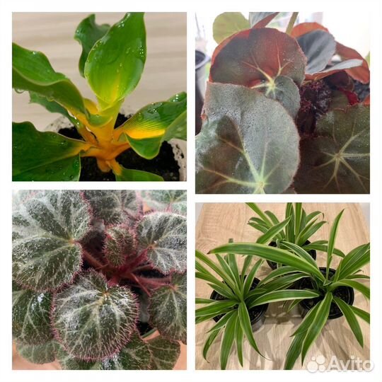 Хлорофитум, камнеломка, драцена, бегония Фиста