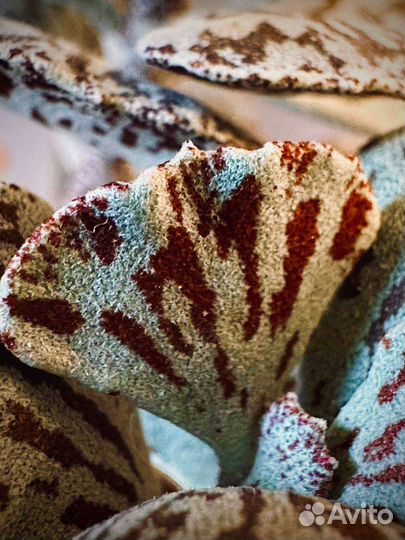 Каланхоэ Ромбопилоза