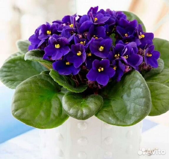 Цветущие фиалки