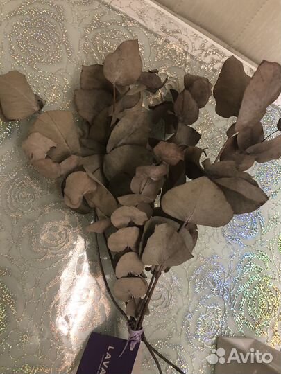 Сухоцветы эвкалипт