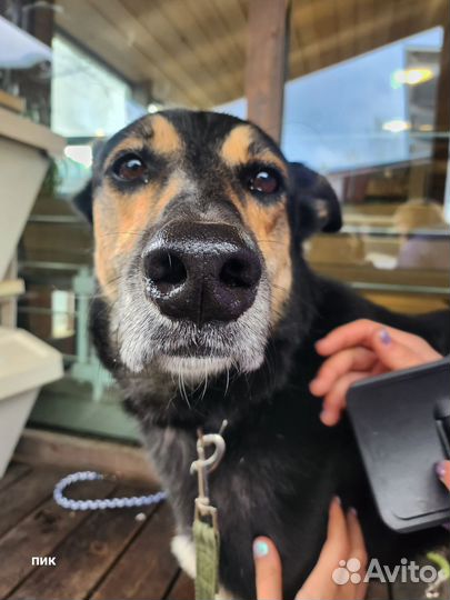 Собачка в добрые руки