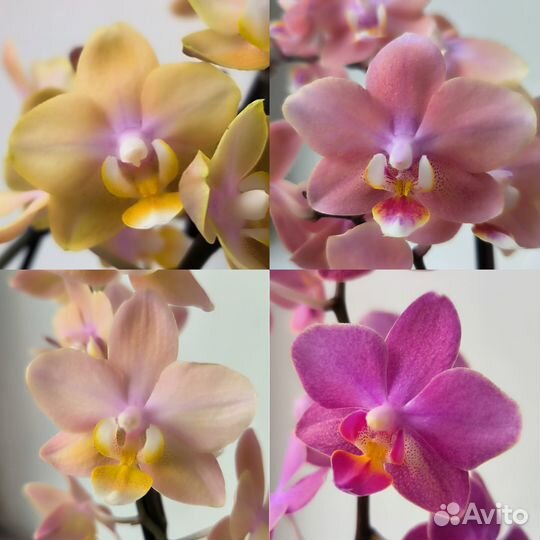 Орхидеи фаленопсис ароматные парфюмерные фабрики