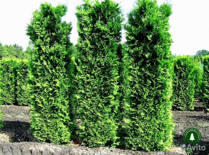 Туя Брабант 3,7 м
