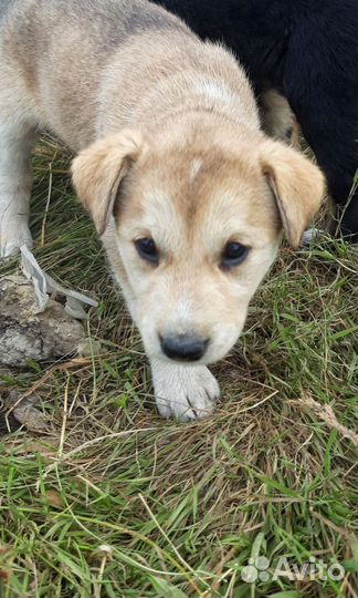 Щенки 1 месяц разных окрасов в дар
