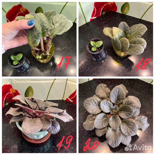 Комнатные цветы фиалки