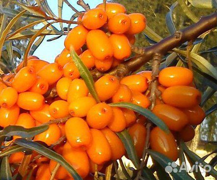 Продам саженцы облепихи