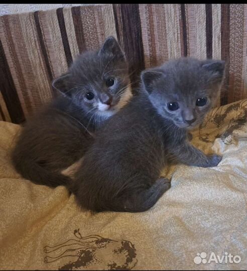 Котята помесь с голубой