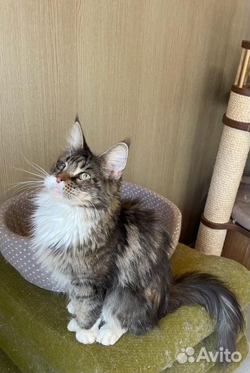 Мейн кун Кошки