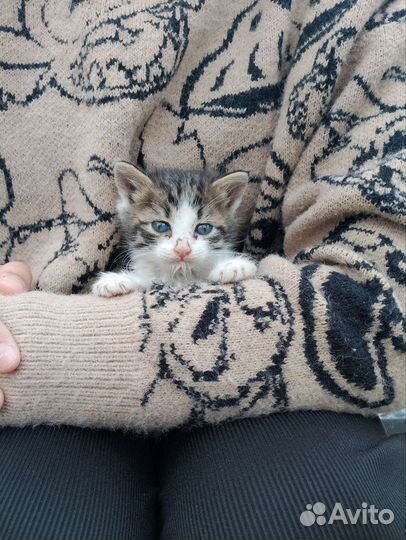 Курильский бобтейл в добрые руки