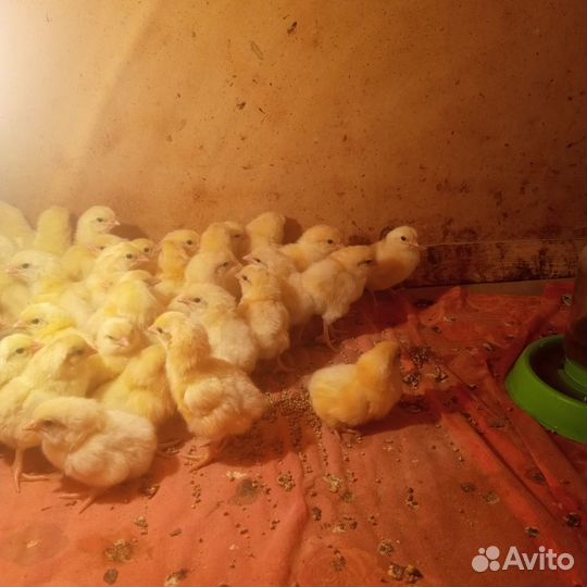 Птицы домашние куры