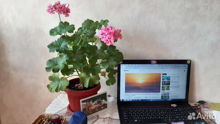 Пеларгония герань