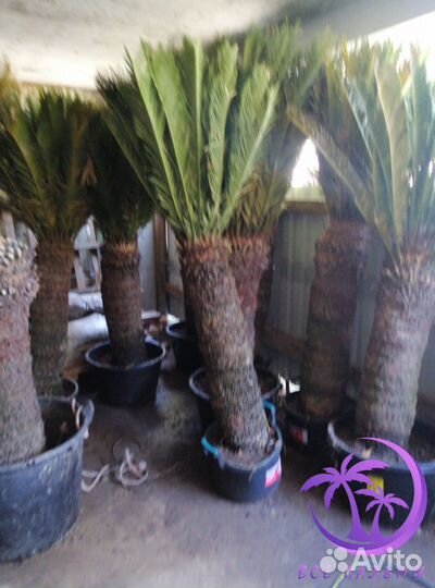 Пальма Большая