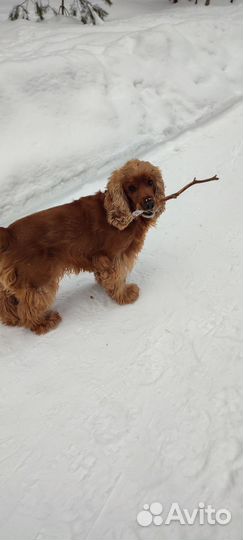 Вязка собак