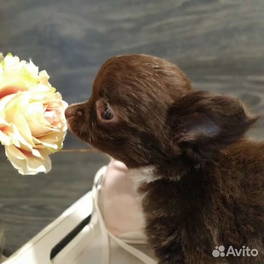 Чудесная чишка-малышка