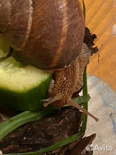 Улитка Виноградная