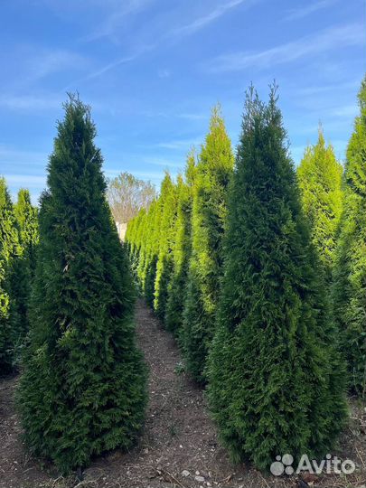 Туя смарагд