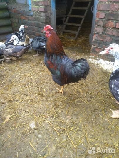 Продам привитых домашн мохноногих петухов на племя