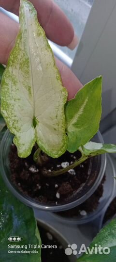 Сингониумы коллекционные