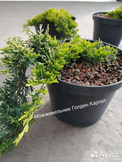 Можжевельники