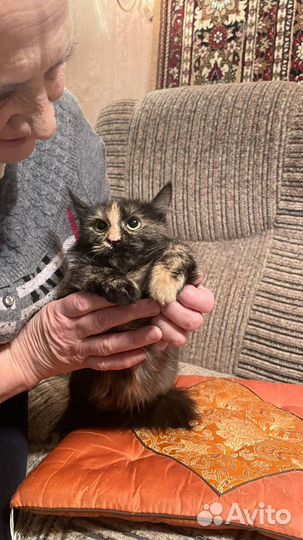 Котенок в добрые руки