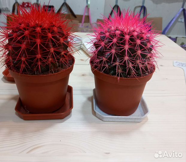 Кашпо горшок для цветов