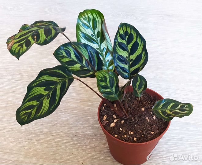 Калатея Макоя