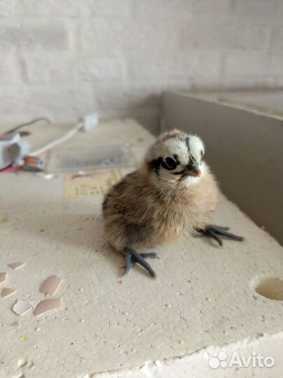 Цыплёнок 10.04.24