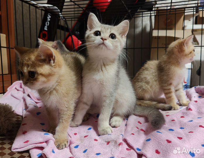 Котики-шилопопики в драгоценных окрасах