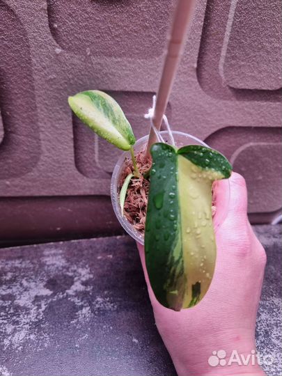 Филодендрон меджик маск