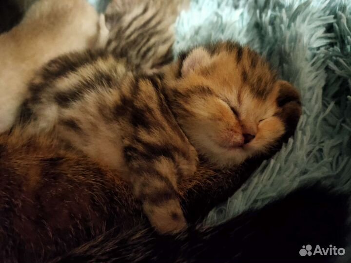 Шотландские вислоухие котята