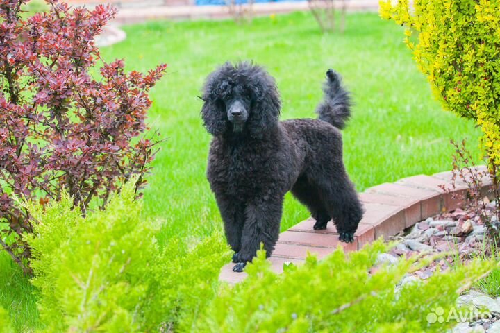 Пудель девочка