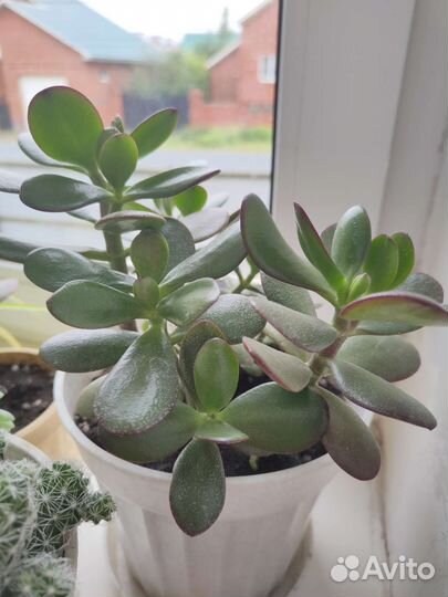 Крассула денежное дерево