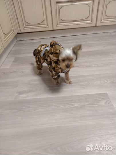 Продам йорка