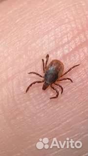 Уничтожение тараканов и клопов.дезинсекция.дезинс