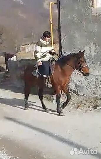 Продам жеребца (5 лет)