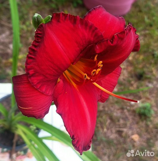 Лилейник красный