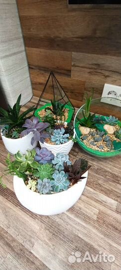 Суккуленты