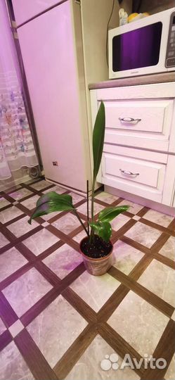 Эухарис амазонская лилия